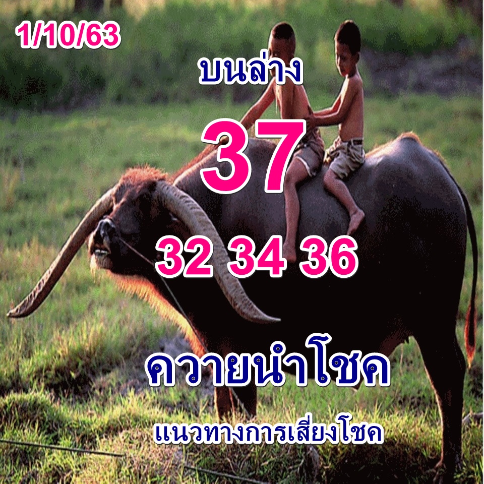 หวยควายนำโชค 1/10/63