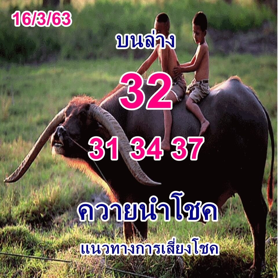 หวยควายนำโชค 16/3/63